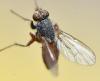 Lispocephala brachialis